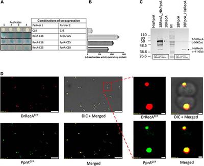 PprA Protein Inhibits DNA Strand Exchange and ATP Hydrolysis of Deinococcus RecA and Regulates the Recombination in Gamma-Irradiated Cells